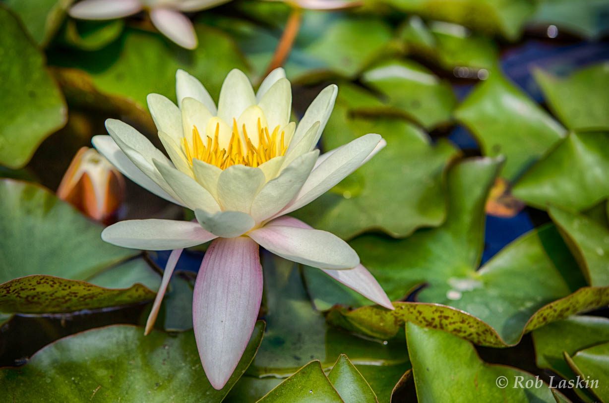 Water Lilies #1 May 2015 - Rob Laskin Photography