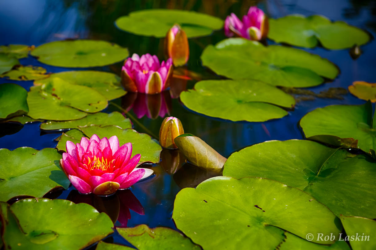 Water Lilies #2 May 2015 - Rob Laskin Photography